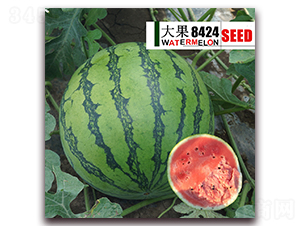 ���8424-����������-��·��ҵ