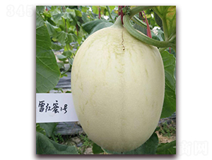 ѩ����һ��-��Ƥ�������-��������