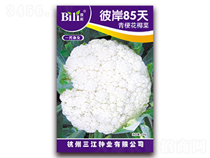 �˰�85��-��Ҭ������-������ҵ