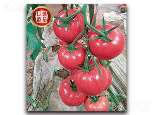 �۹���313-��������-����������