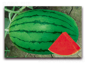 �紺����-��������-����