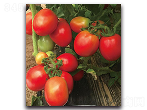 ����JT9345-��������-��ľ����