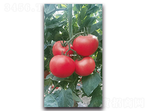 ��»T126-��������-��ľ����