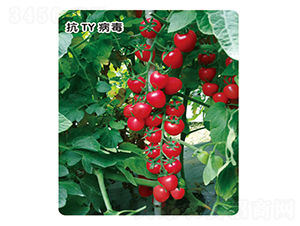 ǧ��107-��������-ʢ����ҵ