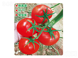 ӯ���845-��������-ʢ����ҵ