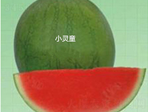 С��ͯ-��������-ʢ����ҵ