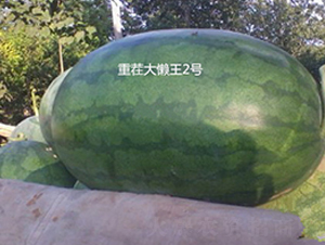 �ز������2��-��������-ʢ����ҵ