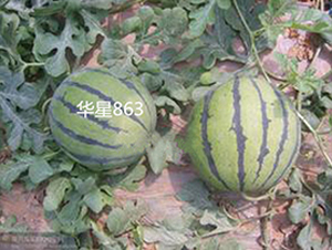 ����863-��������-ʢ����ҵ