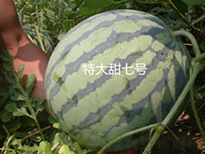 �ش����ߺ�-��������-ʢ����ҵ