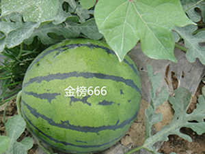 ���666-��������-ʢ����ҵ
