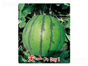 ��һF1-��������-ʢ����ҵ