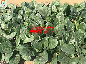 �ڸ��-��������-ʢ����ҵ