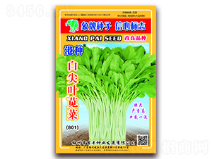 �������ְ׼�Ҷ�Ȳˣ�801��-�Ȳ�����-������ҵ
