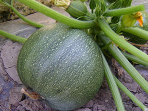 SA09-����«����-�һ���ҵ