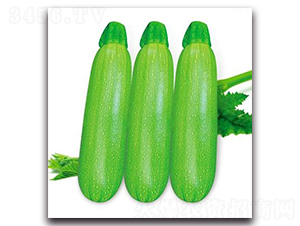 SA08-����«����-�һ���ҵ