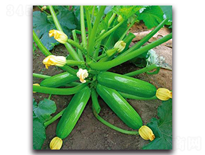 SA06-����«����-�һ���ҵ