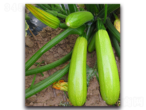 SA01-����«����-�һ���ҵ