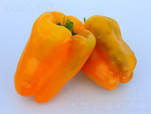 PA06-��������-�һ���ҵ