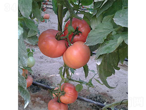 ��ά006-��������-��άũҵ