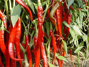 AGRISUPER-8169-��������-��άũҵ
