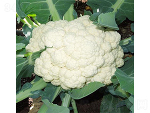 ��ά410-��������-��άũҵ