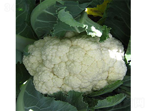 ��ά456-��������-��άũҵ