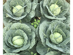 ��ά1318-��������-��άũҵ