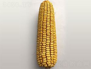 ֣��2201-��������-��άũҵ