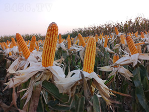 ֣��2265-��������-��άũҵ