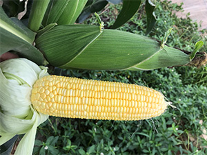 ά��54-��������-��άũҵ