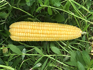 ά��1��-��������-��άũҵ