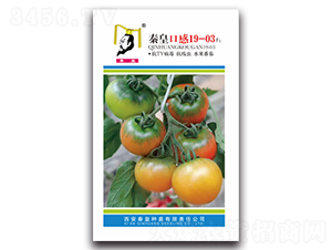 �ػʿڸ�19-03F1-��������-�ػ�