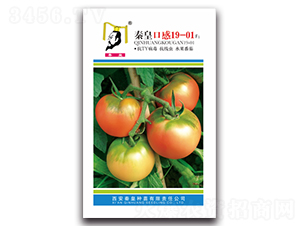 �ػʿڸ�19-01F1-��������-�ػ�