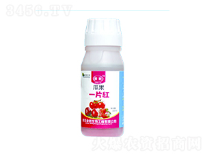 �Ϲ�һƬ��-����-��������