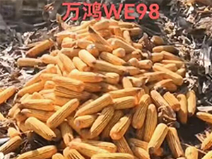 ��������WE98-�����ҵ