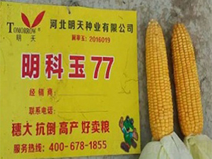 ������77-��������-������ҵ