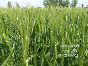 ����133-С������-������ҵ