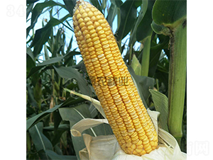 ��ũ��868-��������-��ũ��ҵ