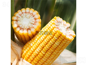 ��ũ��901-��������-��ũ��ҵ