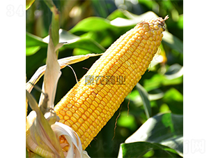 �й�666-��������-��ũ��ҵ