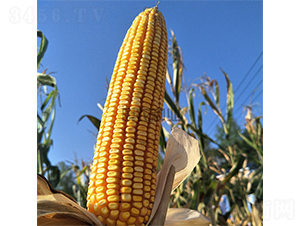 �й�333-��������-��ũ��ҵ
