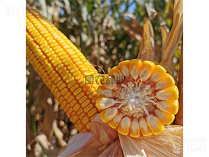 �뵥568-��������-��ũ��ҵ