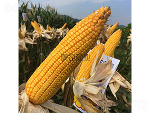 ����351-��������-��ũ��ҵ