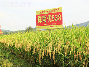 ������538-ˮ������-������ҵ