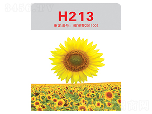 H213�����տ�����-����