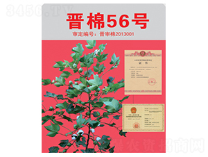 ����56��-�޻�����-����