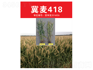 ����418-С������-����