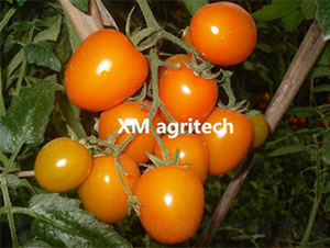 ��ש-ӣ�ҷ�������-��ũũҵ