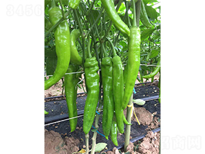 �ؼ�����609����-��������-��������