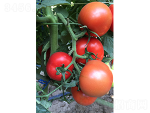 ����1906-��������-��������